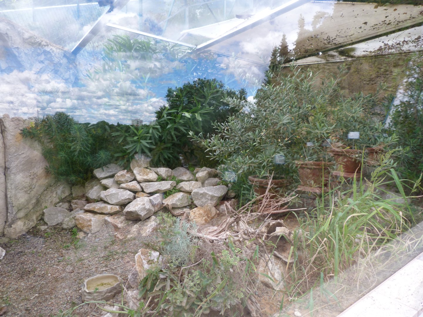 Cyclades viper exhibit -Zoo Plzeň (2025)