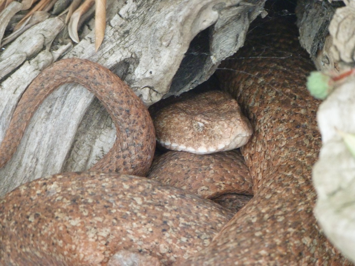Cyclades viper -Zoo Plzeň (2025)