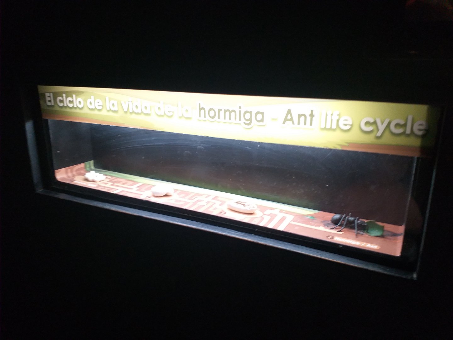 Cycle of life -TerraNatura Benidorm (2021)