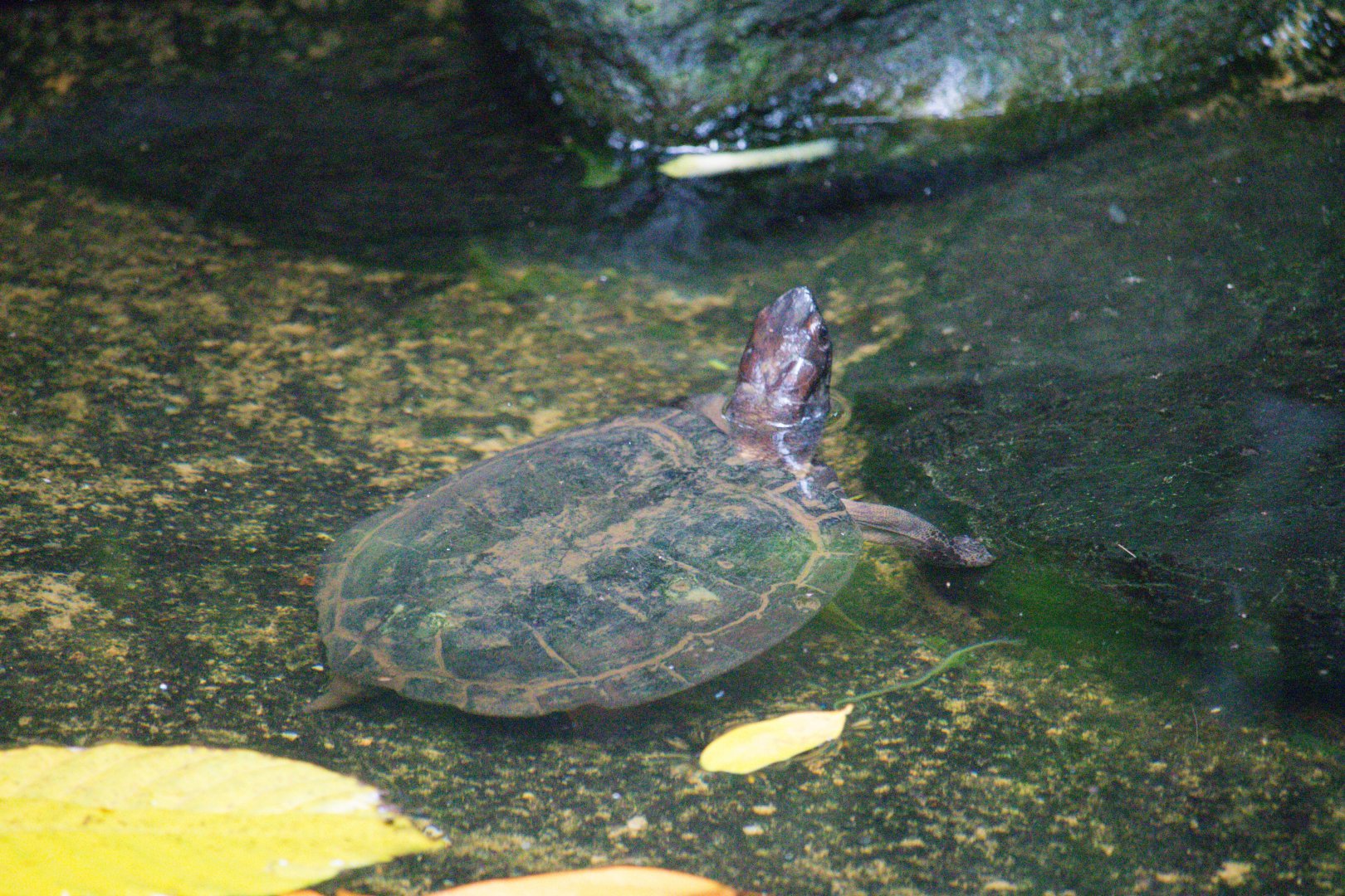 Cyclemys enigmatica ?