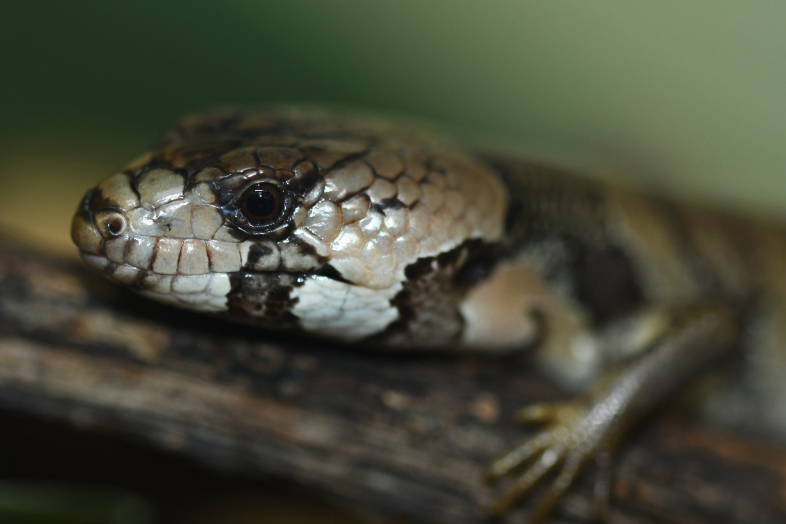Cyclodomorphus gerrardii