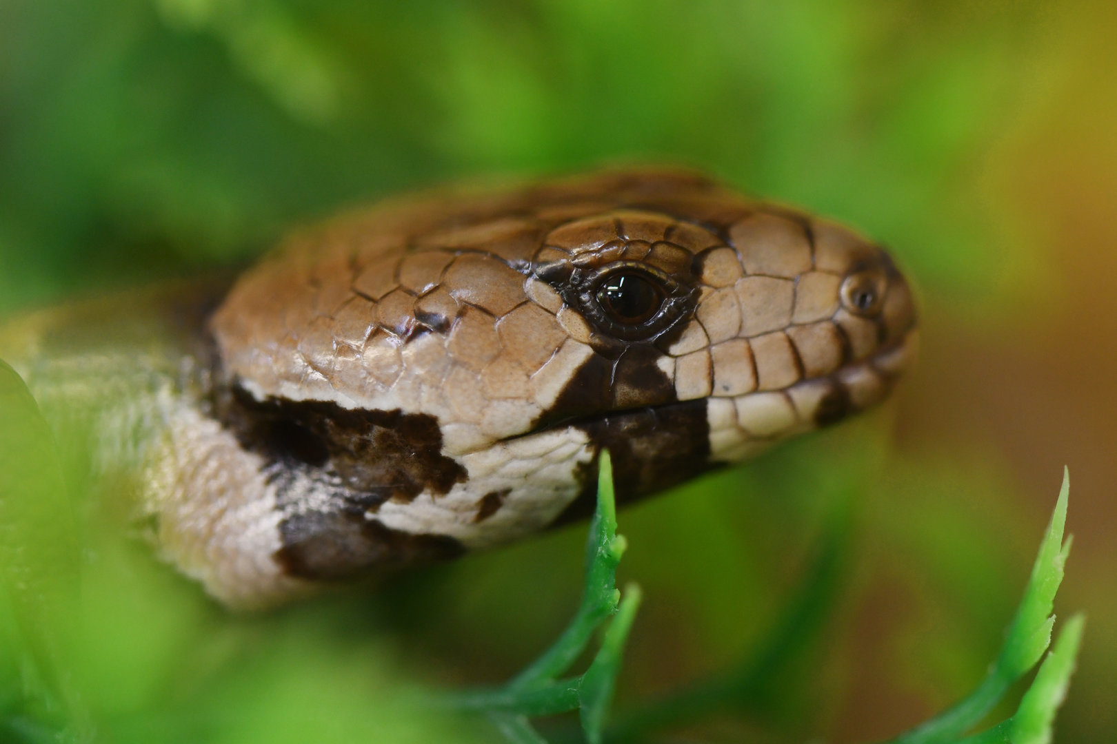 Cyclodomorphus gerrardii