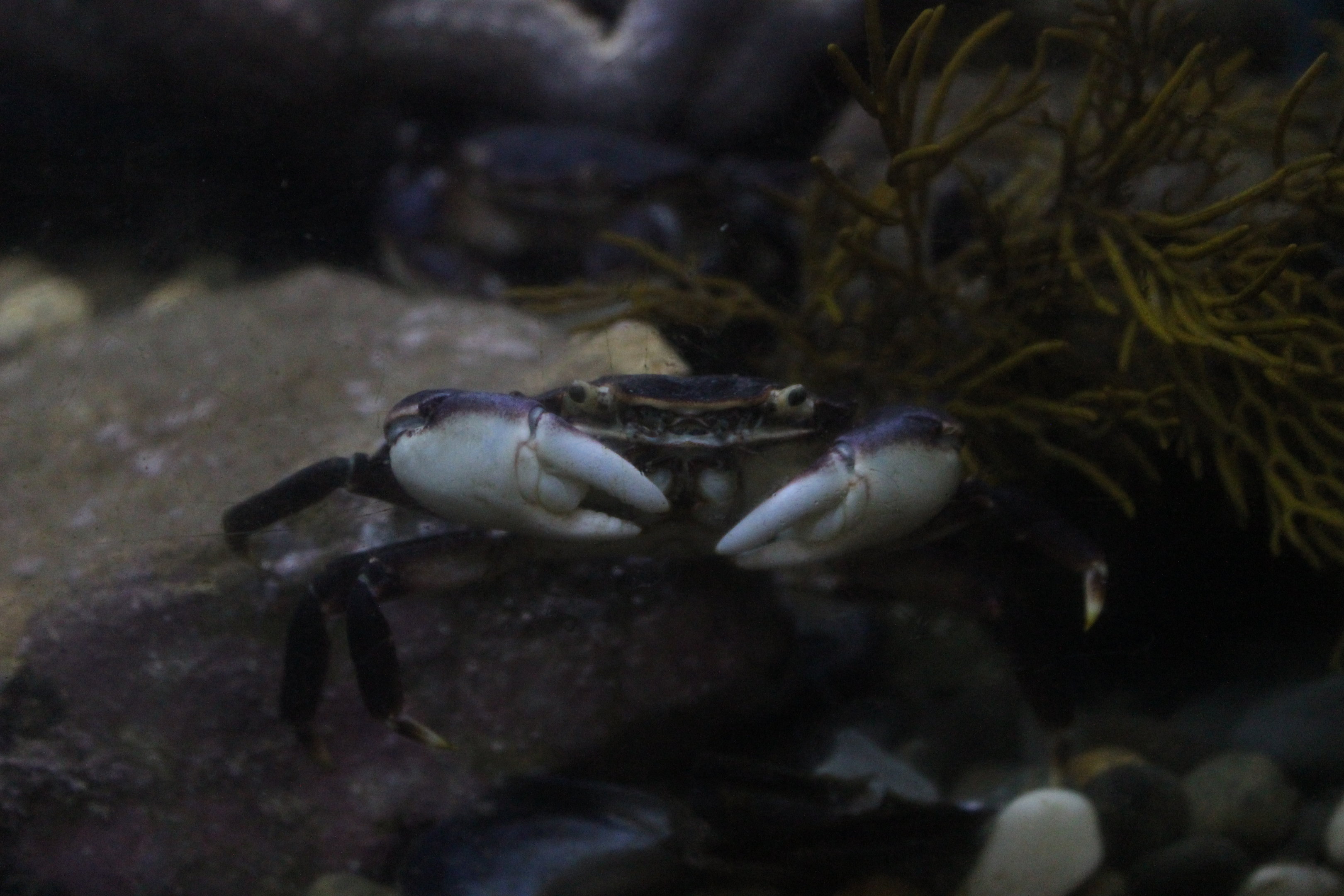 Cyclograpsus lavauxi