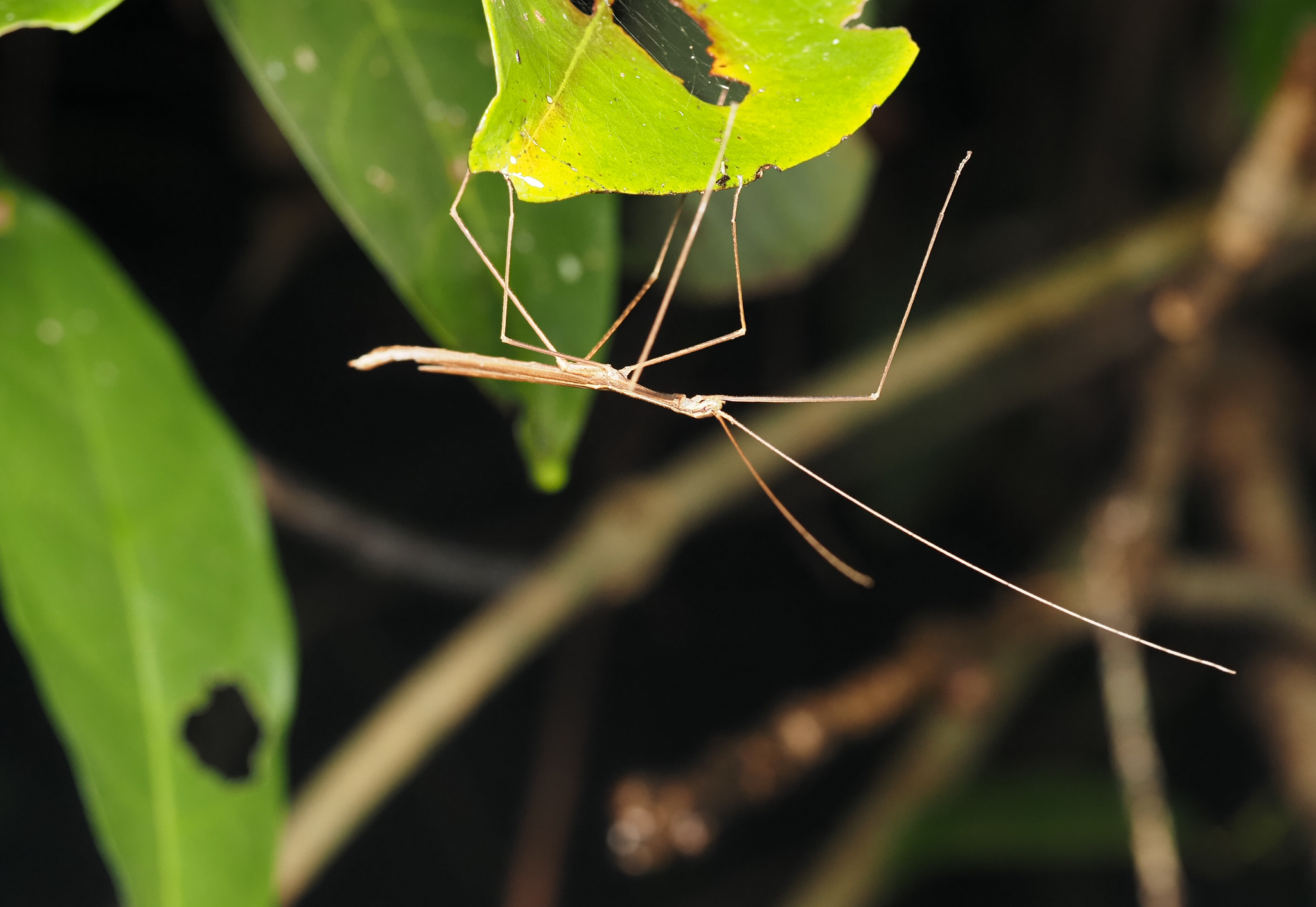 Cyclone Larry Stick Insect