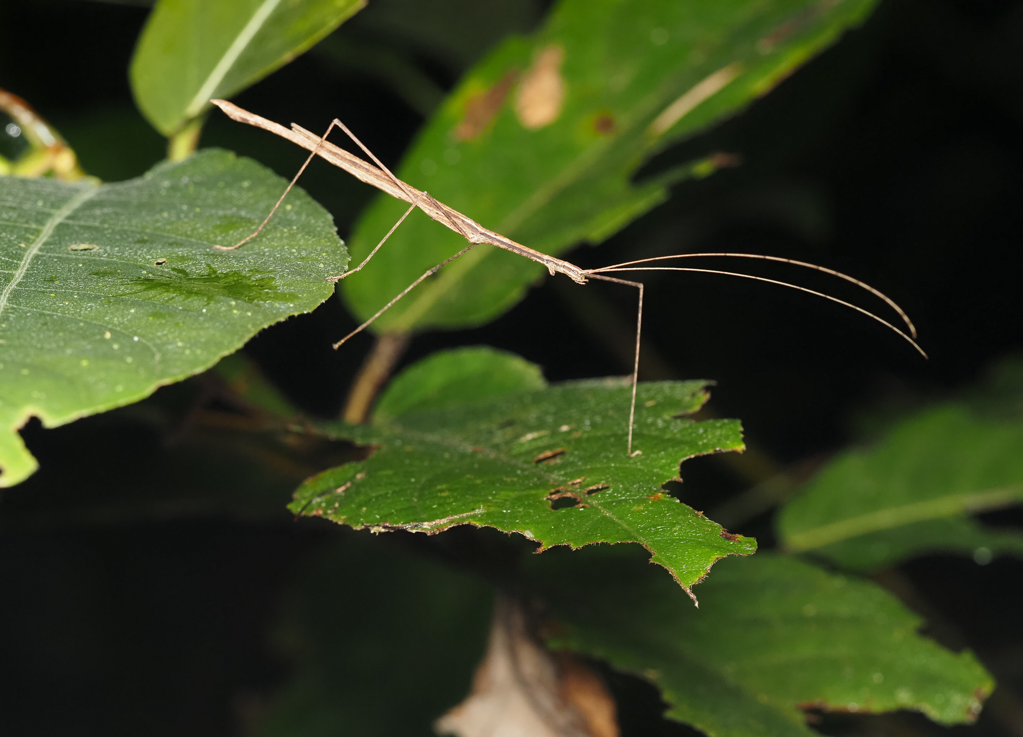 Cyclone Larry Stick Insect