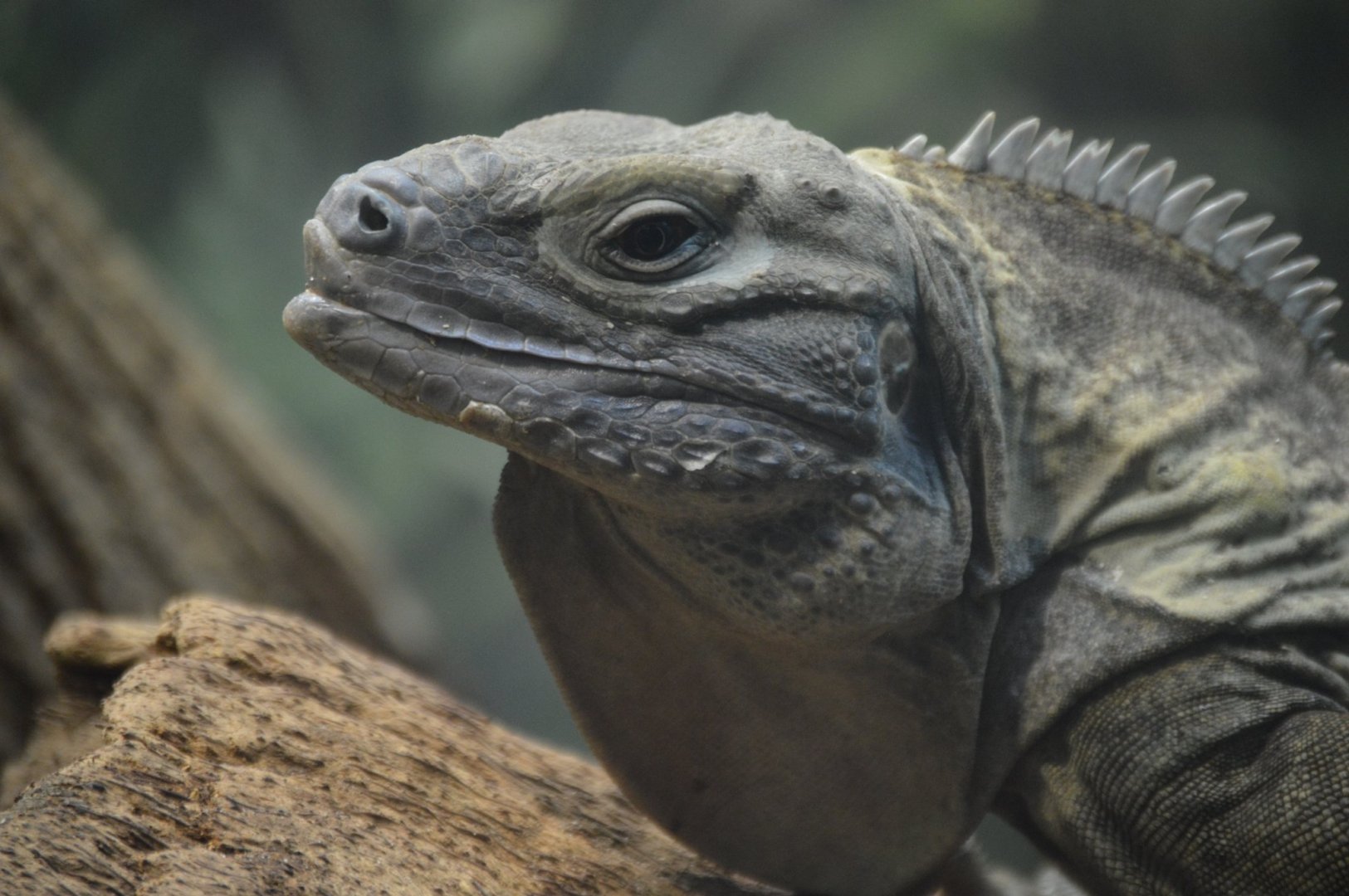 Cyclura collei