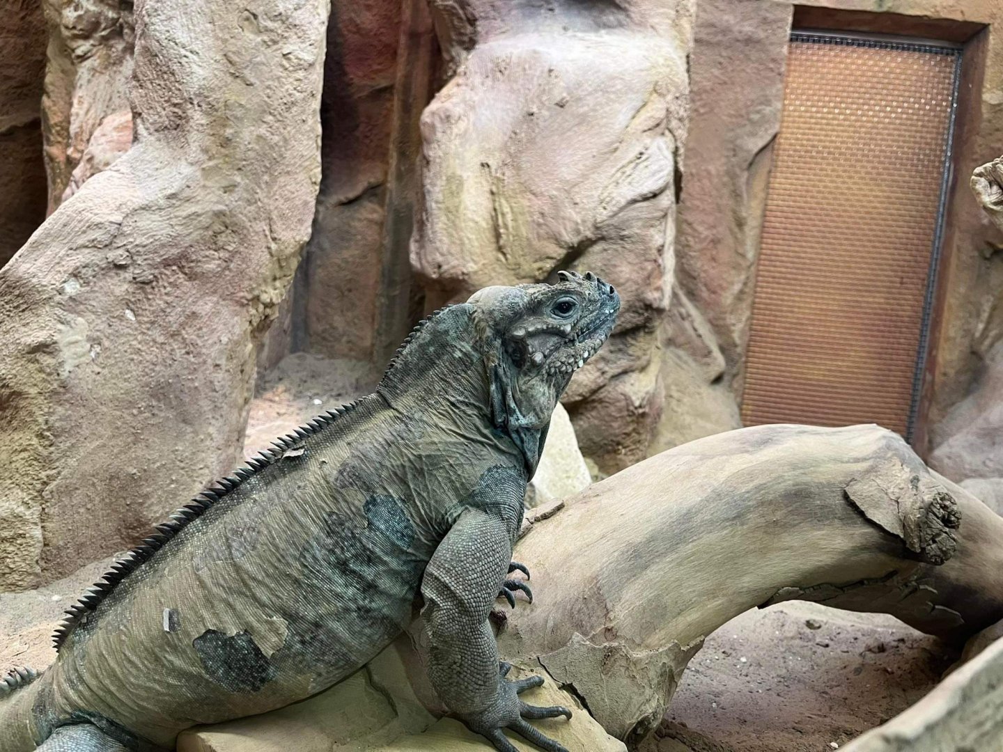 Cyclura cornuta at Artis