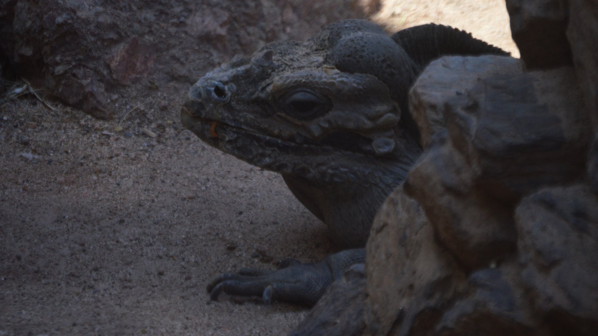 Cyclura cornuta cornuta