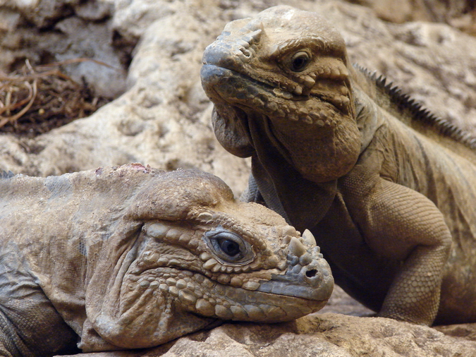 Cyclura cornuta / Rhinoceros iguana (pair)
