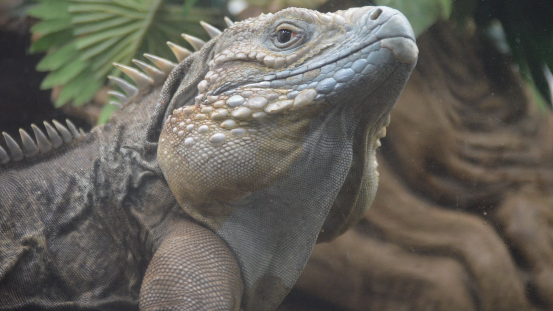 Cyclura cornuta x lewisi