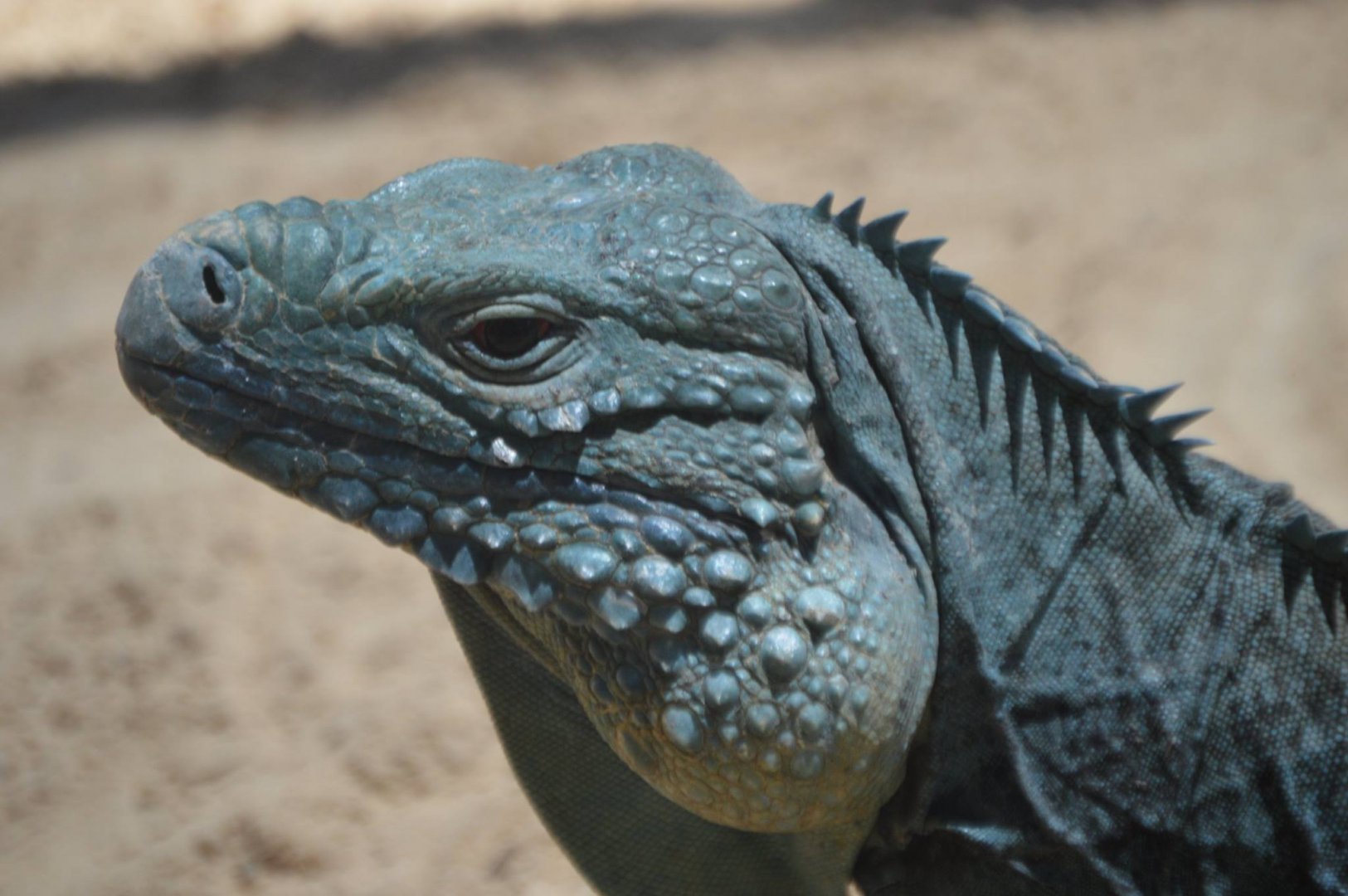 Cyclura lewisi