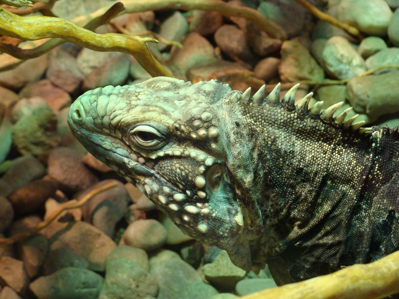 Cyclura nubila (Cuban rock iguana)