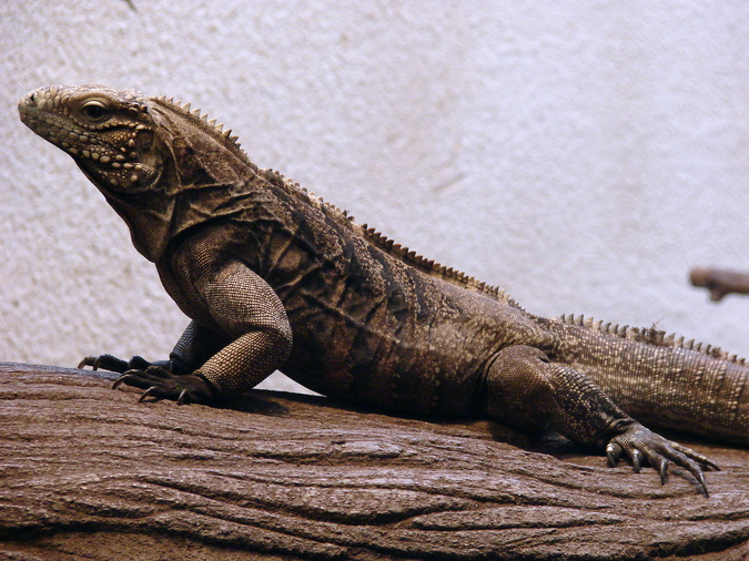 Cyclura nubila nubila / Cuban iguana