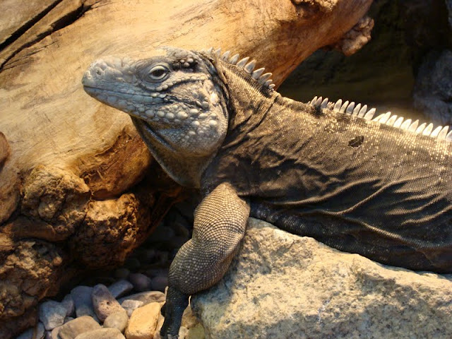 Cyclura nubila nubila