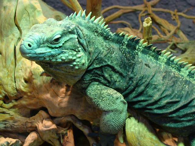 Cyclura nubila nubila