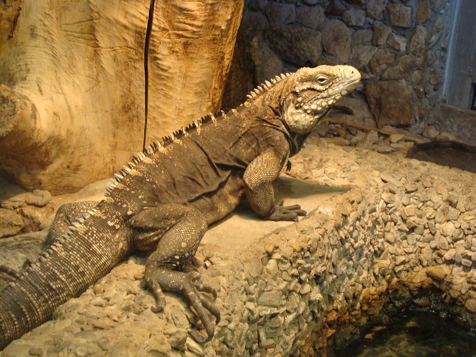 Cyclura nubila