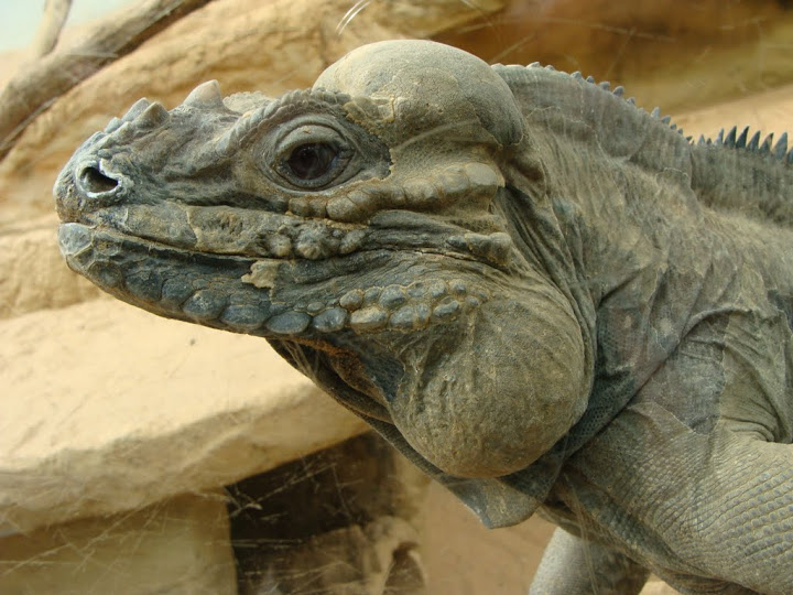 Cyclura nubila