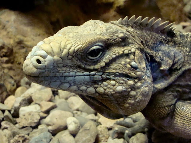 Cyclura nubila