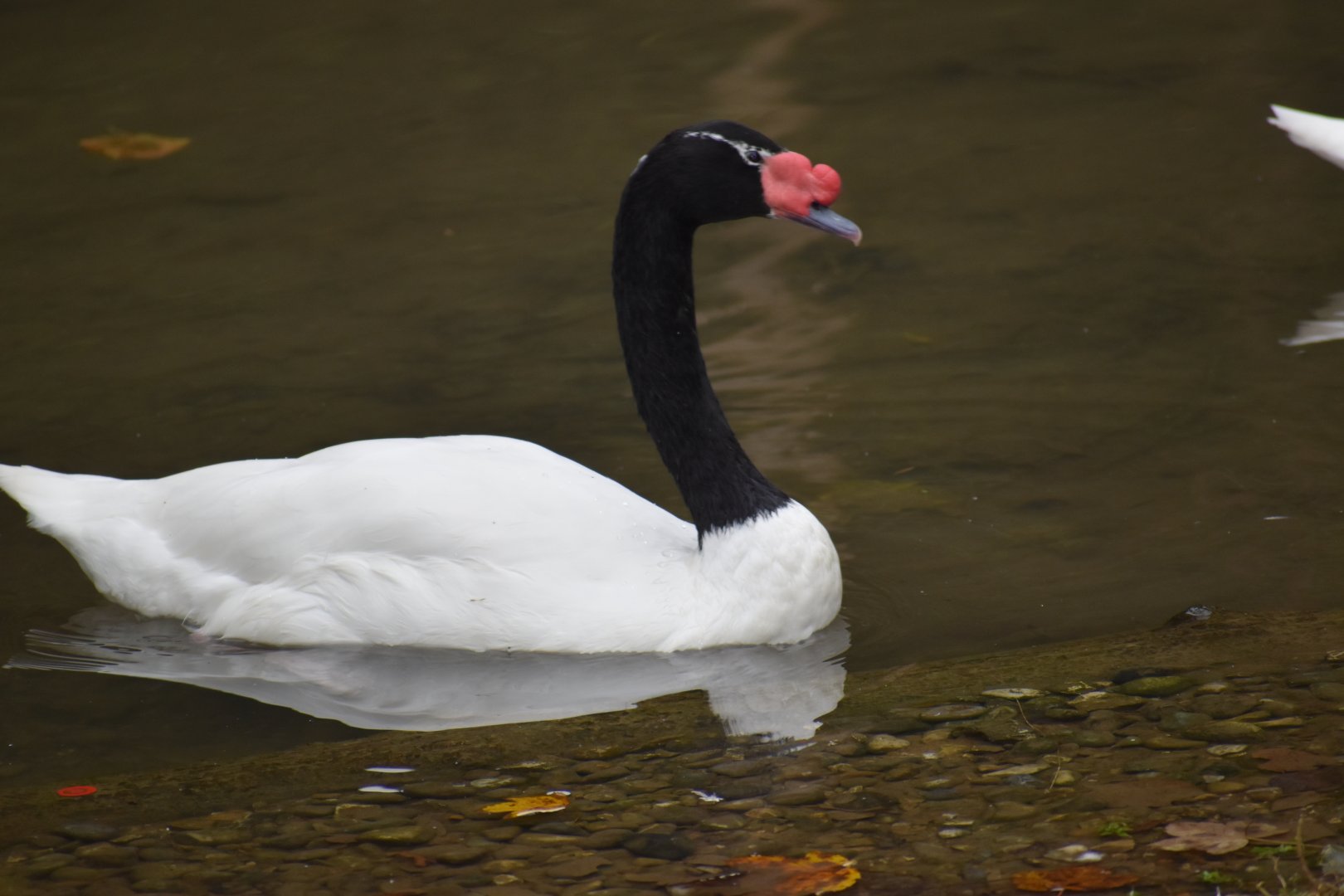 Cygnus melancoryphus - Black-necked Swan