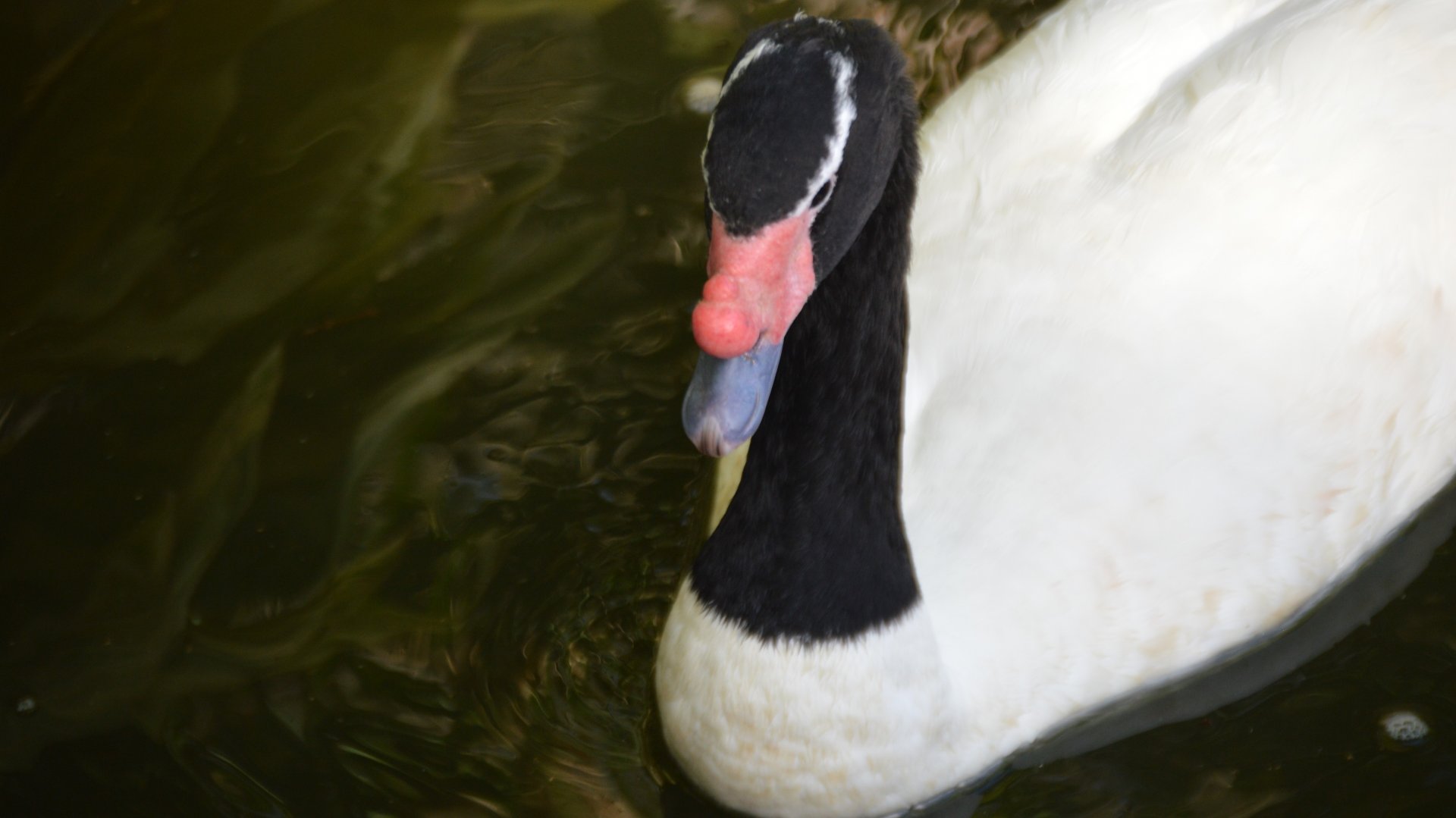 Cygnus melancoryphus