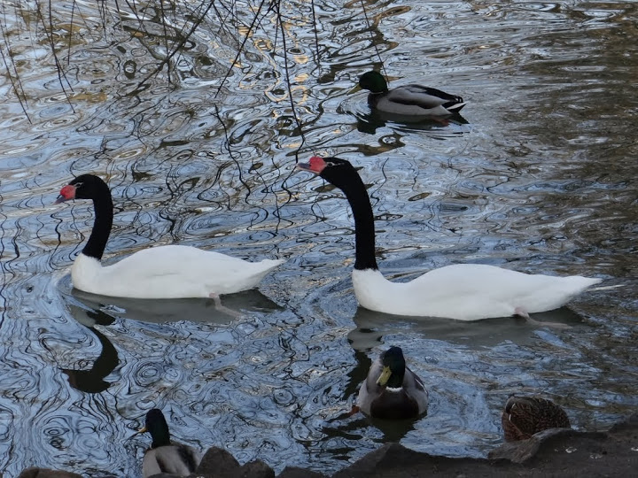 Cygnus melanocoryphus