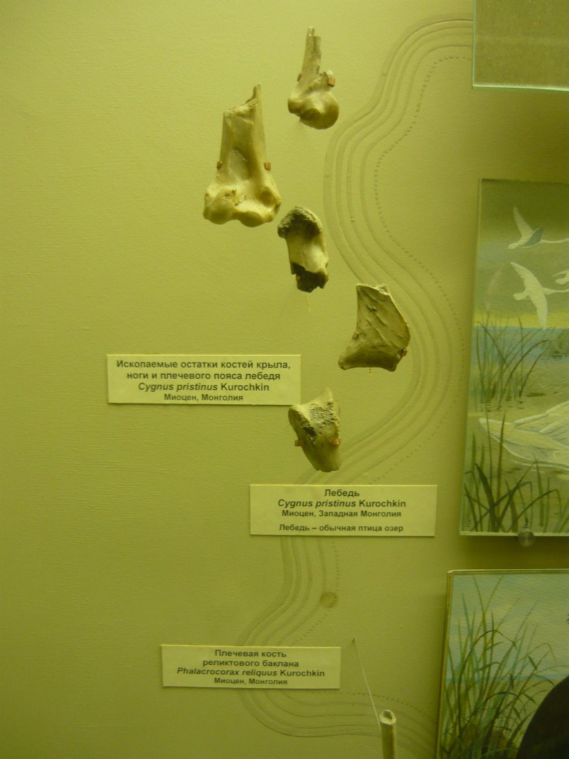 Cygnus pristinus bones