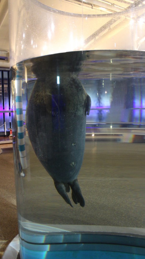 Cylinder air-hole for seals