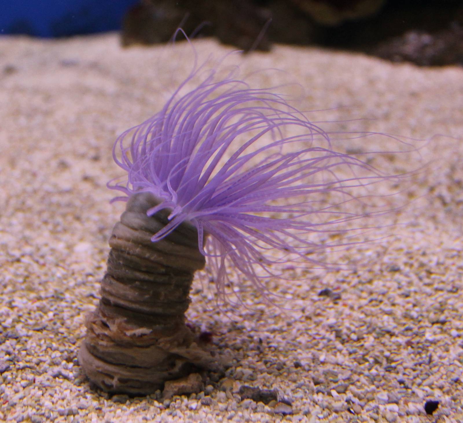 Cylinder anemone
