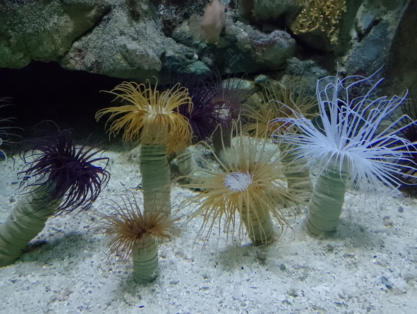 Cylinder anemones
