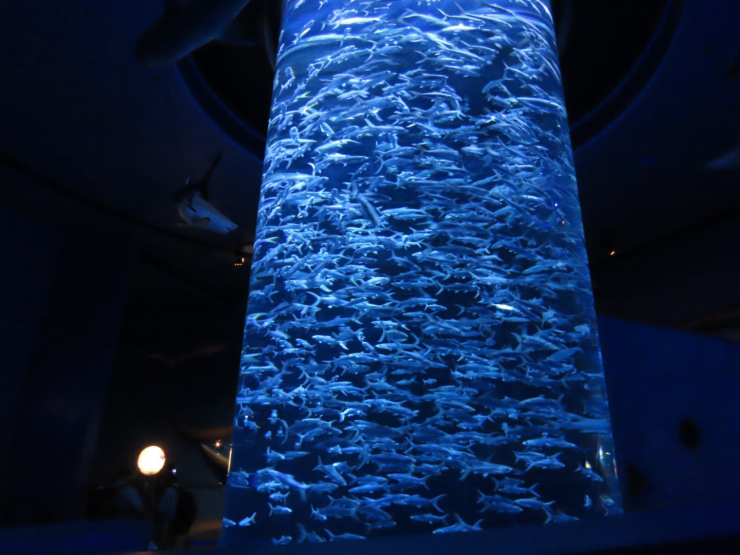 Cylinder aquarium for milkfish