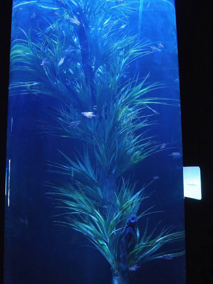 Cylinder tank with Buenos Aires tetra and Bristle-nose catfish, 2023-10-13