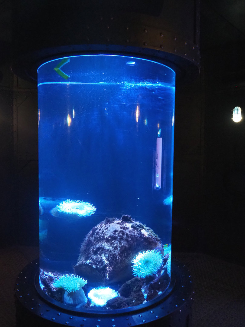 Cylinder tank with very large Pacific sea anemones, 2022-09-14