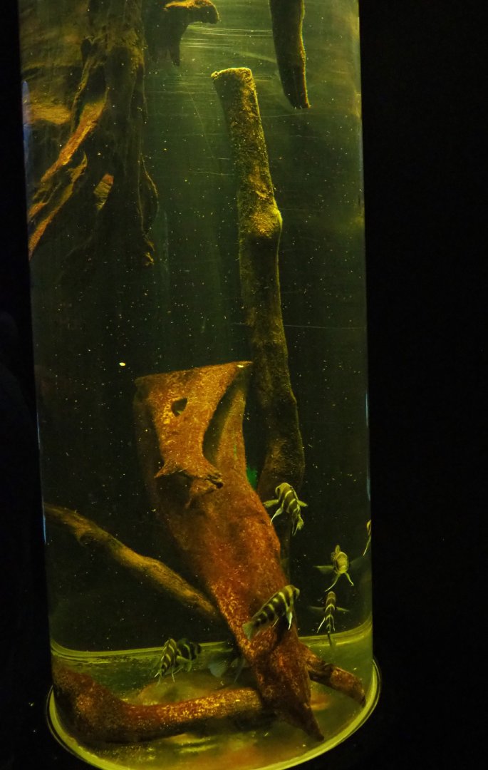 Cylindrical cichlid tank, 2019-10-05