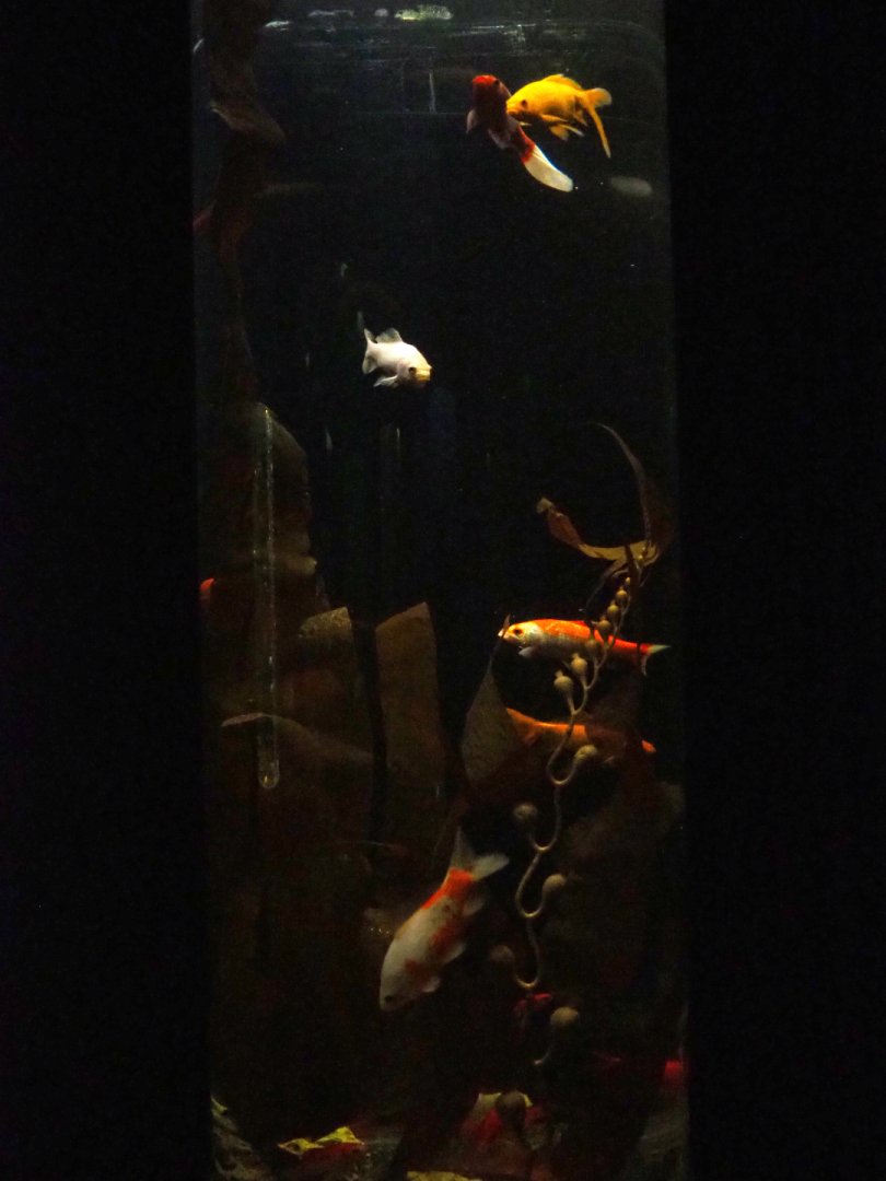 Cylindrical koi tank, 2019-10-05