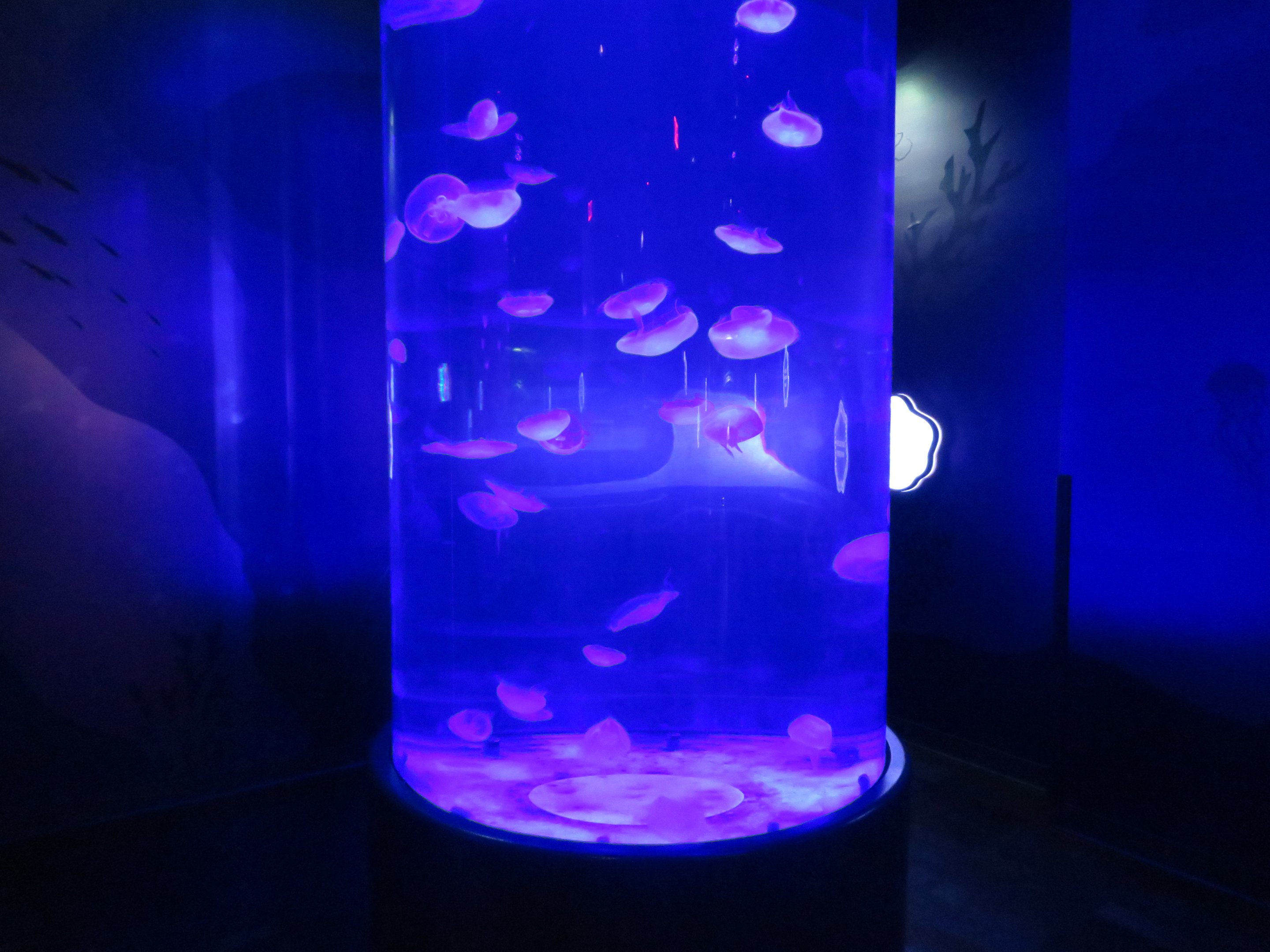 Cylindrical Moon Jelly Tank