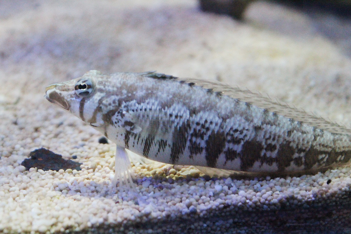 Cylindrical sandperch (Parapercis cylindrica)