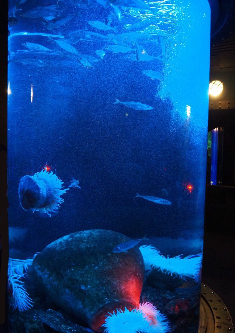 Cylindrical tank with blotched picarels and large sea anemones, 2019-10-05
