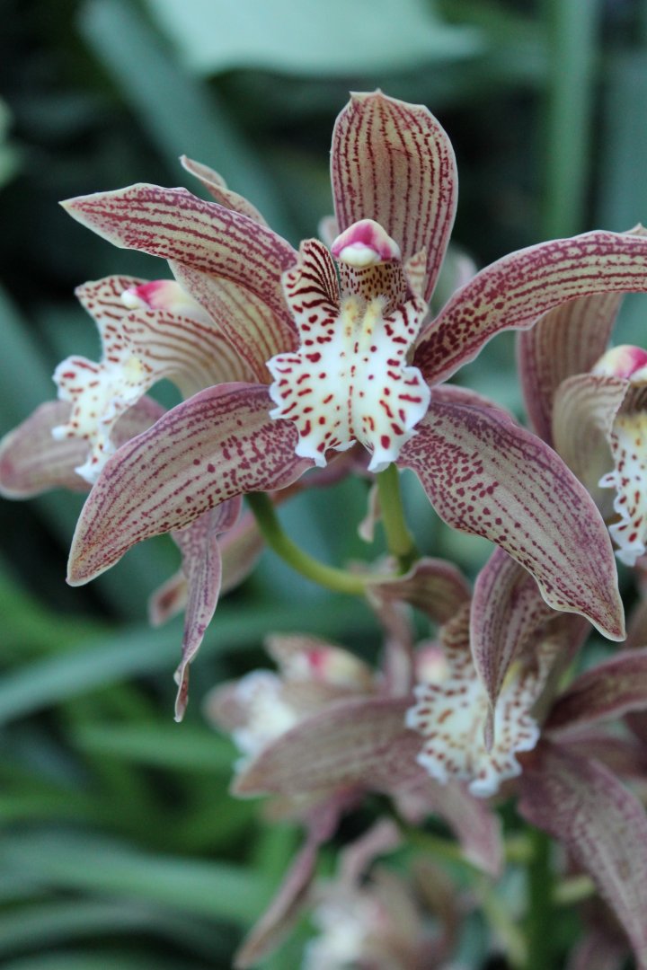 Cymbidium