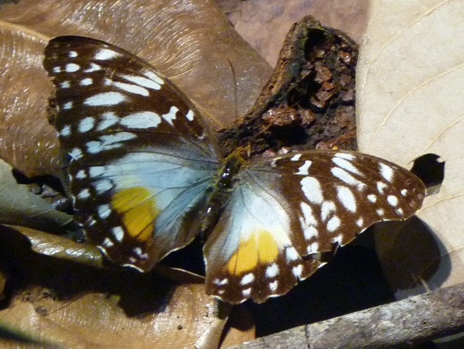 Cymothoe beckeri (preserved)