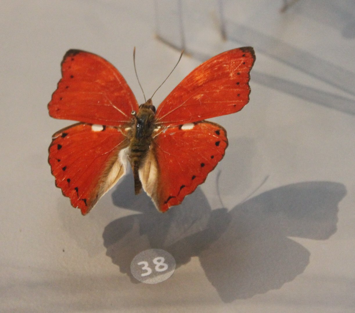 Cymothoe excelsa - Male