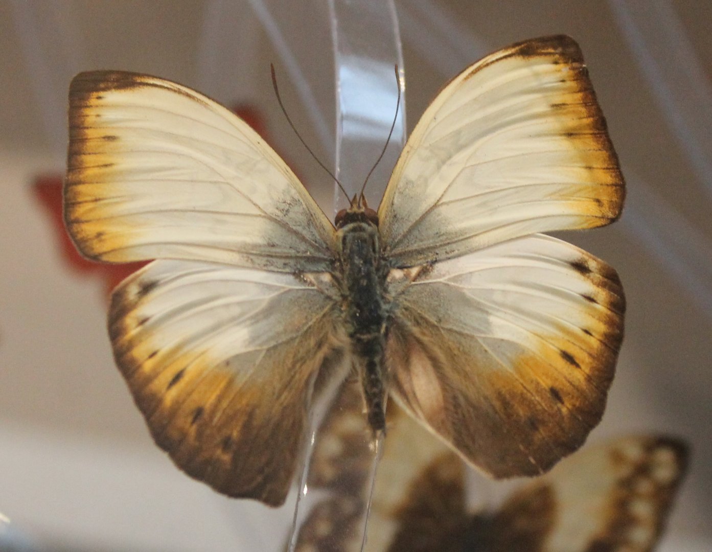 Cymothoe hyarbita - Male