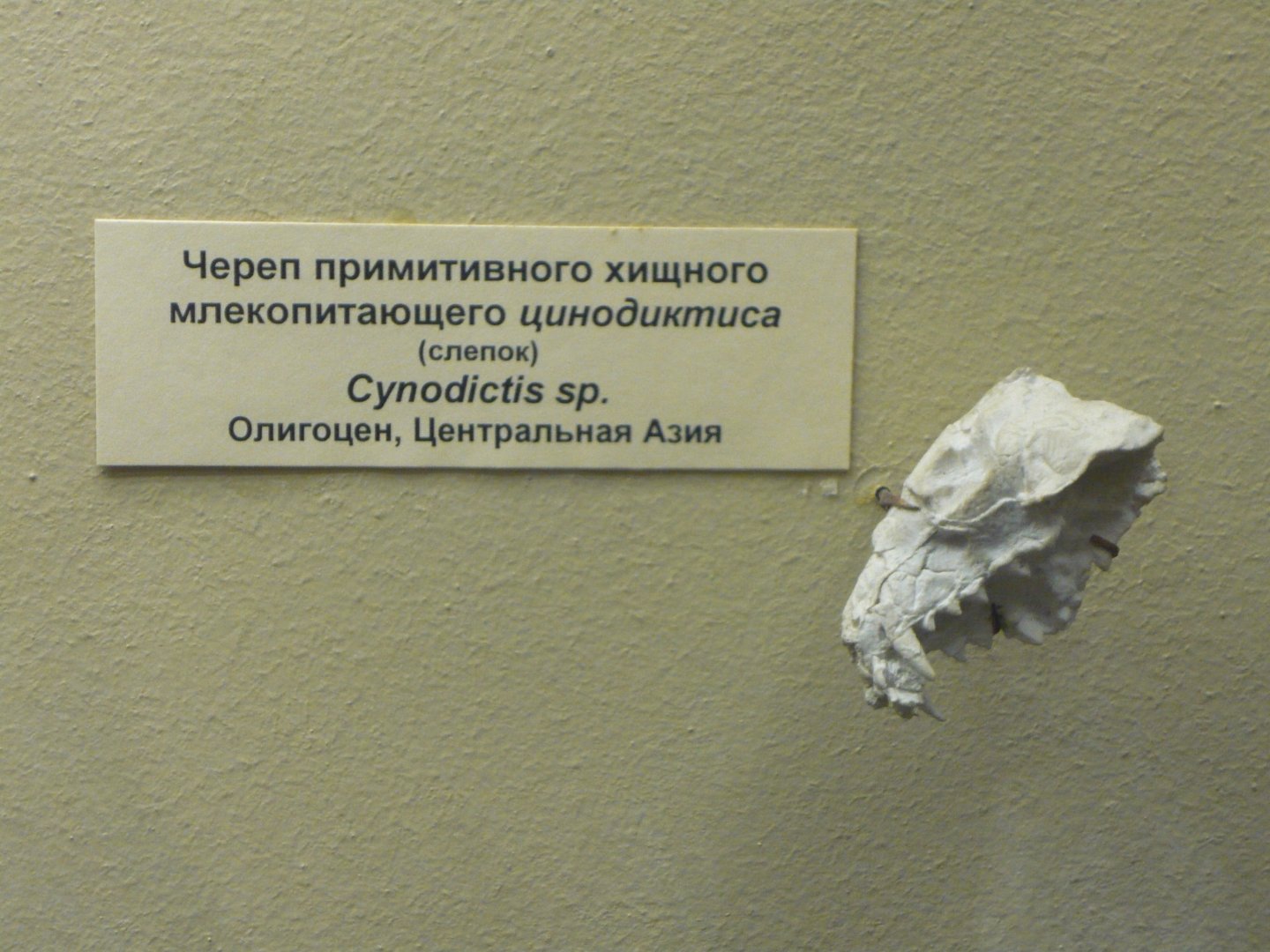 Cynodictis sp. skull (cast)