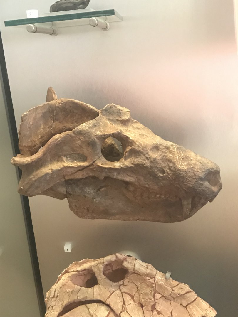 Cynognathus skull