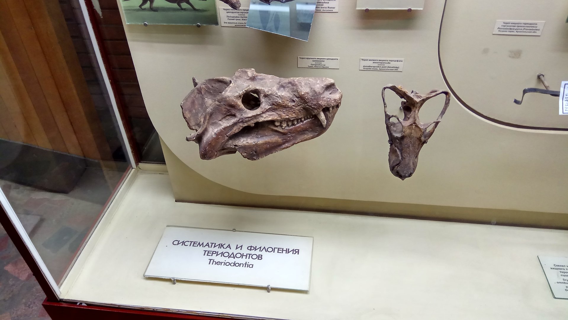 Cynognathus sp. and Annatherapsidus petri skulls
