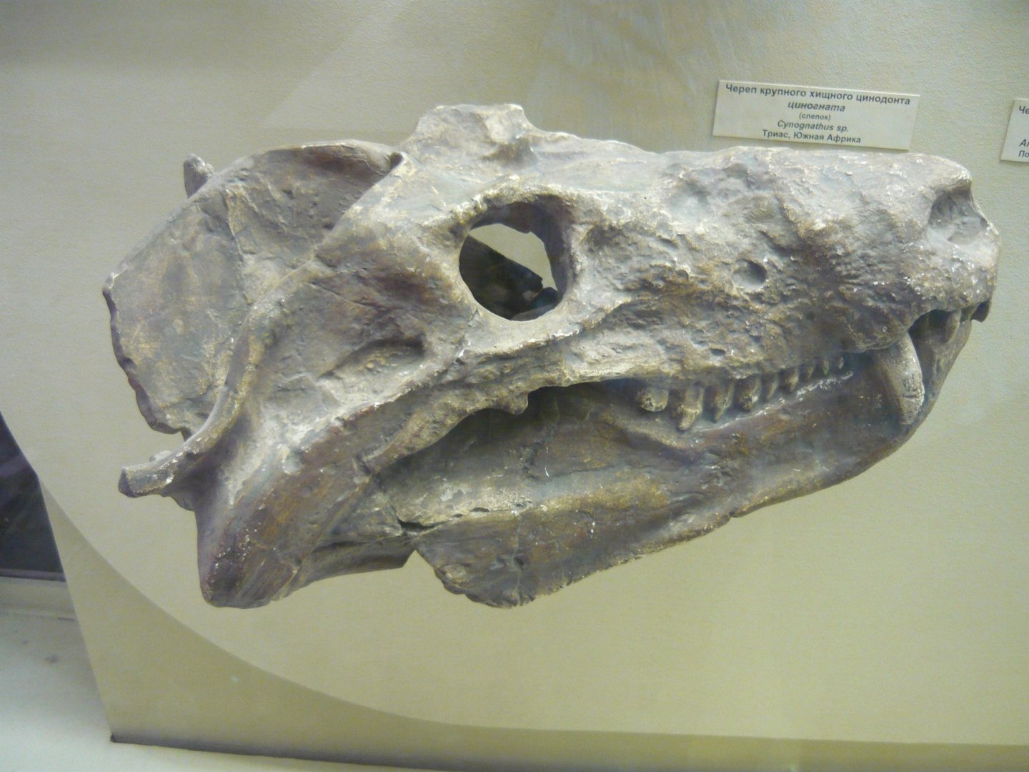 Cynognathus sp. skull (cast)