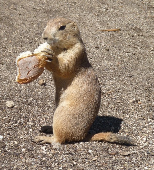 Cynomys Ludovicianus 3 (22-7-17 Faunia)