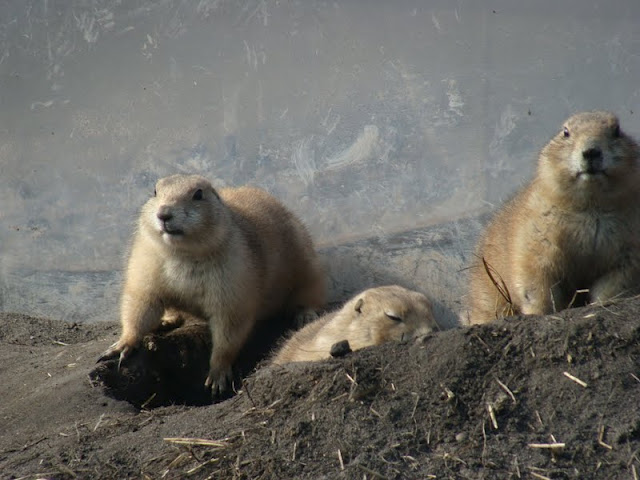 Cynomys ludovicianus