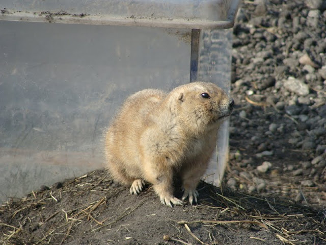 Cynomys ludovicianus