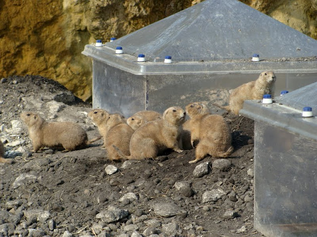 Cynomys ludovicianus