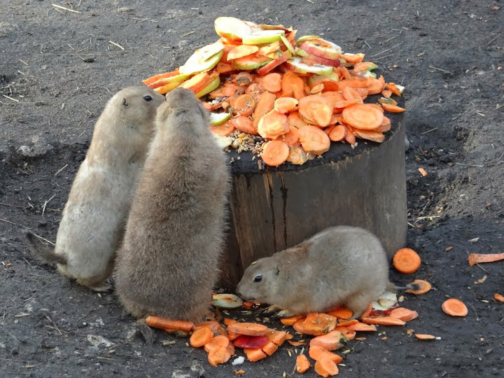 Cynomys ludovicianus